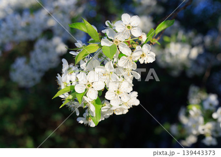 White cherry blossoms blooming on a branch in spring sunlight White cherry blossoms blooming on a branch in spring sunlight 139443373