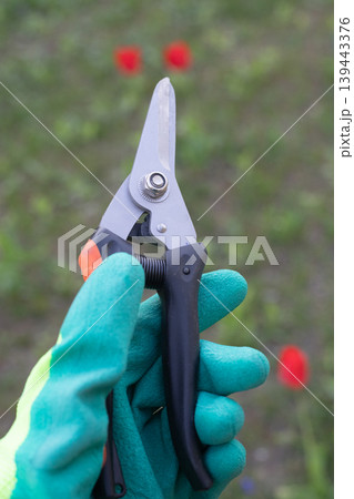 Hand in a green garden glove holding pruning shears in a spring garden 139443376