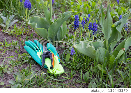 Gardening gloves and pruning shears among blooming muscari flowers 139443379