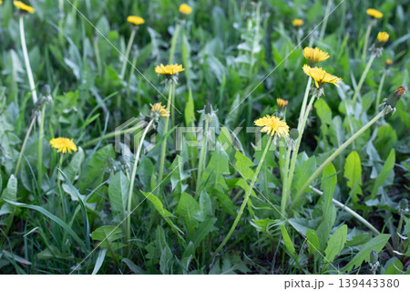 Yellow dandelions blooming in a green spring meadow 139443380