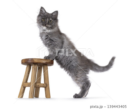 Grey kitten on white background 139443405