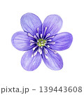 Purple spring flower, anemone hepatica, liverwort. Hand drawn botanical watercolor illustration isolated on white background. Good for prints, packaging, branding, stationery and floral design 139443608