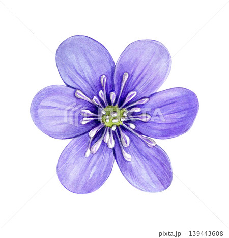 Purple spring flower, anemone hepatica, liverwort. Hand drawn botanical watercolor illustration isolated on white background. Good for prints, packaging, branding, stationery and floral design Purple spring flower, anemone hepatica, liverwort. Hand drawn botanical watercolor illustration isolated on white background. Good for prints, packaging, branding, stationery and floral design 139443608