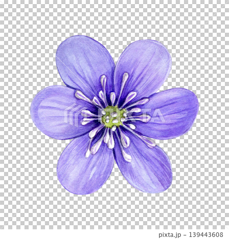 Purple spring flower, anemone hepatica, liverwort. Hand drawn botanical watercolor illustration isolated on white background. Good for prints, packaging, branding, stationery and floral design Purple spring flower, anemone hepatica, liverwort. Hand drawn botanical watercolor illustration isolated on white background. Good for prints, packaging, branding, stationery and floral design 139443608
