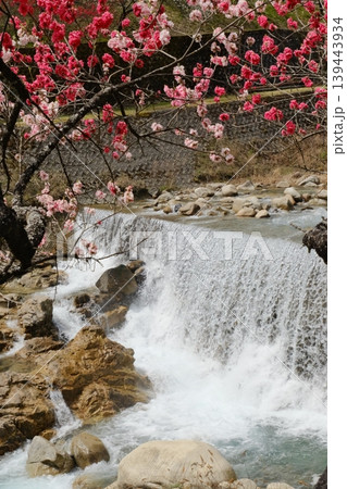 激しく流れ落ちる滝と満開の花桃 激しく流れ落ちる滝と満開の花桃 139443934
