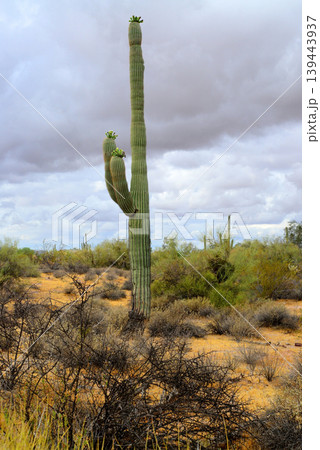 Old Saguaro Cactus Sonora desert Arizona Old Saguaro Cactus Sonora desert Arizona 139443937