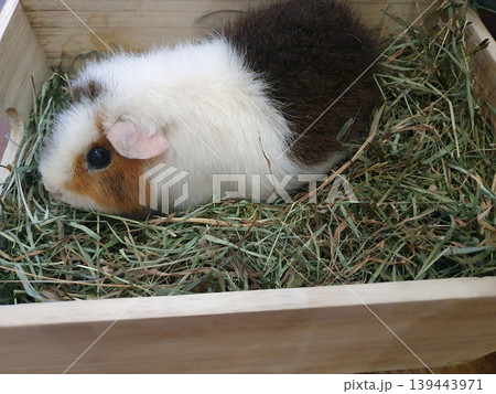 Cute guinea pig lying in a wooden box with fresh hay. Portrait of a fluffy pet, tricolor rodent in a cozy environment Cute guinea pig lying in a wooden box with fresh hay. Portrait of a fluffy pet, tricolor rodent in a cozy environment 139443971