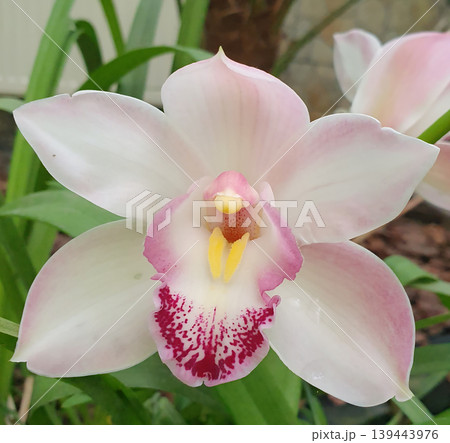 Delicate pink cymbidium orchid close-up. Flower with bright spotted lip on a background of green leaves 139443976