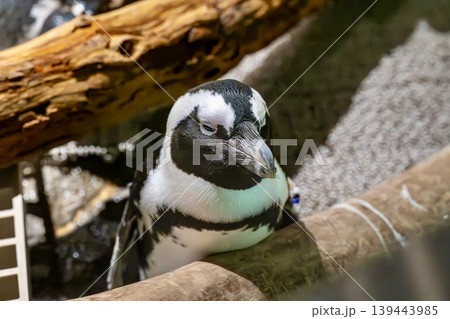 ケープペンギン 139443985