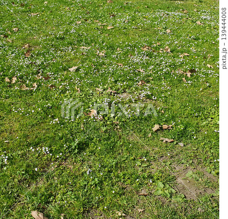 Bright green spring meadow, dotted with small blue and white flowers 139444008