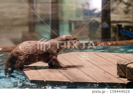 コツメカワウソ コツメカワウソ 139444028