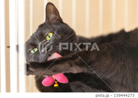 黒猫 139444273