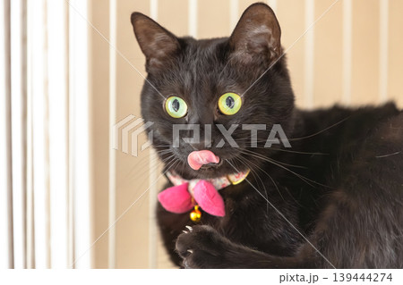 黒猫 黒猫 139444274