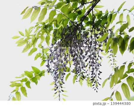 里山のフジの花 里山のフジの花 139444380