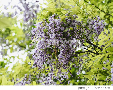 里山のフジの花 里山のフジの花 139444386