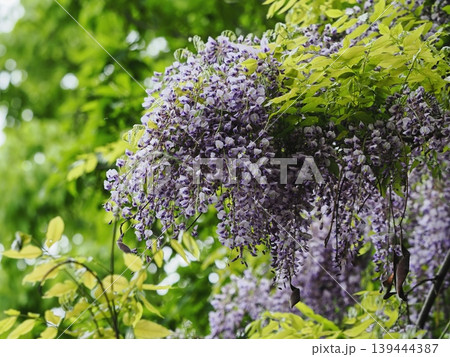 里山のフジの花 里山のフジの花 139444387