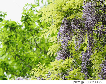 里山のフジの花 139444388