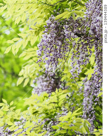 里山のフジの花 139444389