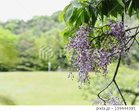 里山のフジの花 里山のフジの花 139444391