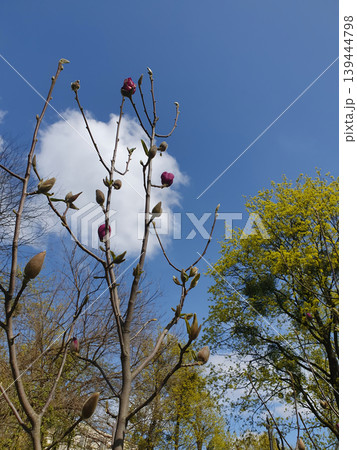 Magnolia Buds Blooming Against Blue Sky in Spring Park Magnolia Buds Blooming Against Blue Sky in Spring Park 139444798