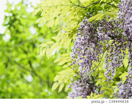 里山のフジの花 里山のフジの花 139444816