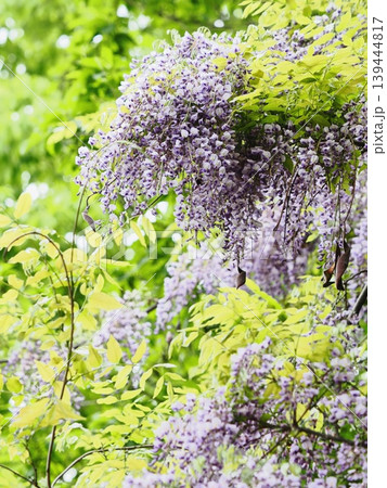 里山のフジの花 里山のフジの花 139444817