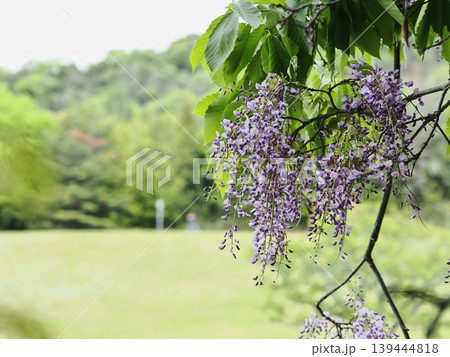里山のフジの花 里山のフジの花 139444818