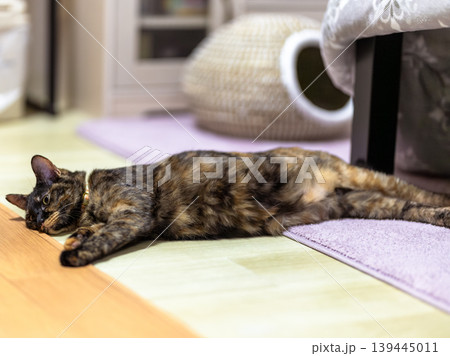 サビ猫 サビ猫 139445011