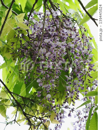 里山のフジの花 里山のフジの花 139445024