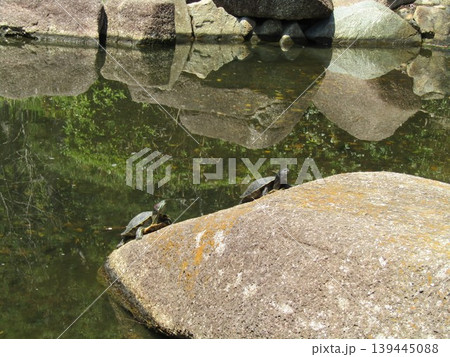 稲毛海浜公園の浜の池にミドリガメ 稲毛海浜公園の浜の池にミドリガメ 139445088