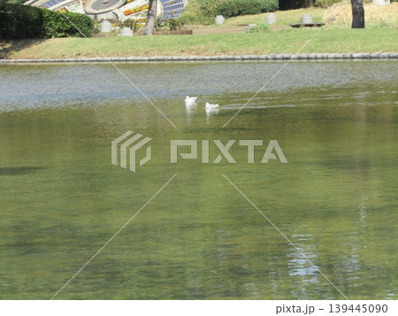 稲毛海浜公園浜の池に来た冬の渡り鳥ユリカモメ 稲毛海浜公園浜の池に来た冬の渡り鳥ユリカモメ 139445090