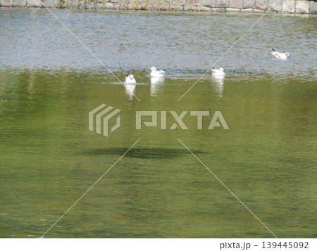 稲毛海浜公園浜の池に来た冬の渡り鳥ユリカモメ 稲毛海浜公園浜の池に来た冬の渡り鳥ユリカモメ 139445092