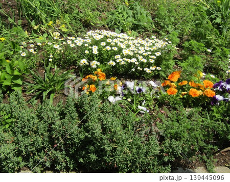 白い花はノースポールの花オレンジの花はビオラの花 白い花はノースポールの花オレンジの花はビオラの花 139445096