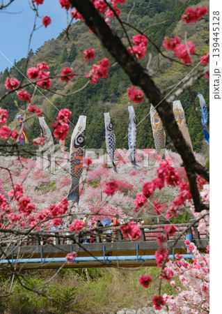 手前の赤い花桃と背景の満開の花桃の中を泳ぐ鯉のぼり 手前の赤い花桃と背景の満開の花桃の中を泳ぐ鯉のぼり 139445128