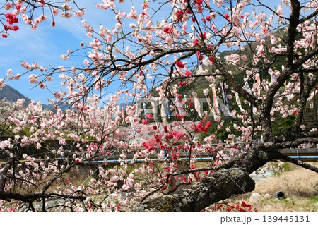 満開の花桃の木の間から見える、たくさんの鯉のぼり 満開の花桃の木の間から見える、たくさんの鯉のぼり 139445131
