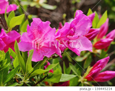 つつじの花 つつじの花 139445214