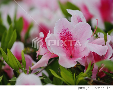つつじの花 139445217