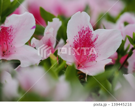つつじの花 139445218