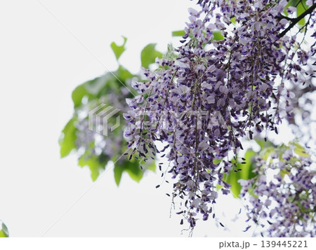 里山のフジの花 里山のフジの花 139445221