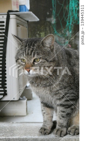ねこ 139445311