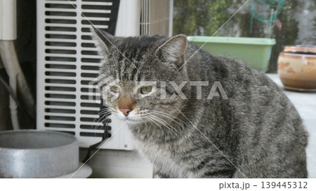 ねこ 139445312
