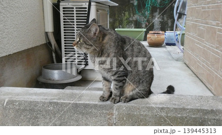 ねこ 139445313