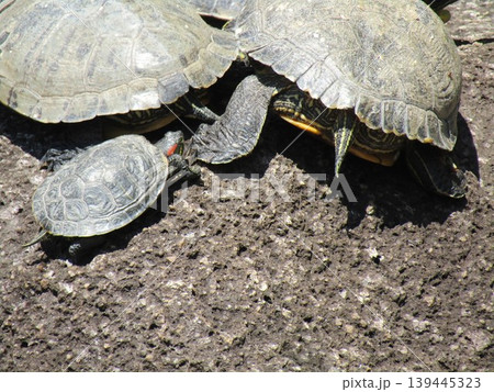 稲毛海浜公園の池にミドリガメ 稲毛海浜公園の池にミドリガメ 139445323