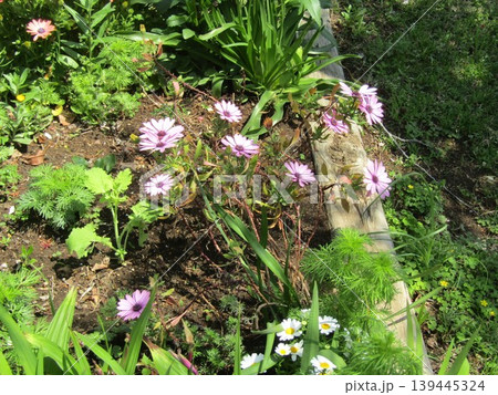 オステオスペルマムの桃色の花 139445324
