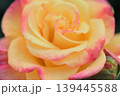 雨のしずくを花びらにのせたバラ 139445588
