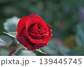 赤い花弁が水滴をはじくバラの花 139445745