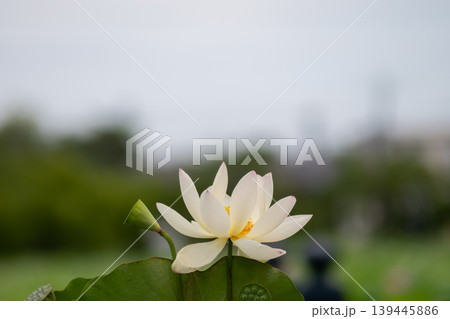 満開の白いハスの花のクローズアップ 139445886
