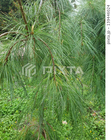 Branches of decorative coniferous pine with long thin needles close-up. Evergreen plant in the garden Branches of decorative coniferous pine with long thin needles close-up. Evergreen plant in the garden 139446024