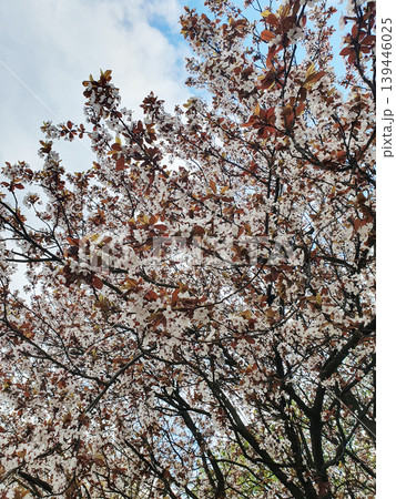 Flowering tree with white flowers and burgundy leaves on a background of blue sky with clouds Flowering tree with white flowers and burgundy leaves on a background of blue sky with clouds 139446025
