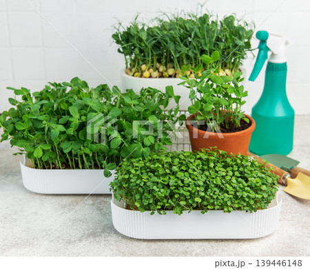 Growing fresh nutritious microgreens at home for healthy eating Growing fresh nutritious microgreens at home for healthy eating 139446148
